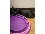 Adopt Terry a Domestic Shorthair / Mixed (short coat) cat in Sprakers