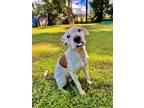 Adopt Penelope a White Mixed Breed (Large) / Mixed dog in Georgetown