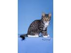 Adopt Tempest a Domestic Shorthair / Mixed (short coat) cat in San Jacinto