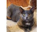 Adopt Josie a Gray or Blue Domestic Shorthair (short coat) cat in Mollusk