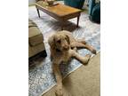 Adopt Rigby a Red/Golden/Orange/Chestnut Goldendoodle / Mixed dog in Port