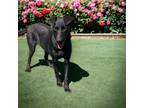 Adopt Nova a Black Labrador Retriever / Mixed dog in Kenedy, TX (39797538)