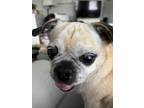 Adopt Babee a Tan/Yellow/Fawn - with Black Pug / Mixed dog in Grapevine