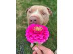 Adopt Beckham a Tan/Yellow/Fawn Pit Bull Terrier / Mixed dog in Cranston