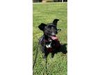 Adopt Little Lilly a Black Mutt / Mixed dog in Roswell, GA (39199329)