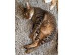 Adopt Patty a Ocicat cat in Annapolis, MD (39796868)