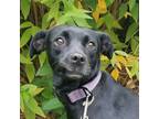 Adopt Mirabel a Black Golden Retriever / Mixed Breed (Medium) / Mixed (short