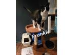 Adopt Frankie a Black & White or Tuxedo American Shorthair (short coat) cat in