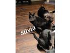 Adopt Silvia a Black & White or Tuxedo Domestic Longhair (long coat) cat in