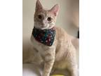 Adopt Nutmeg a Orange or Red Tabby American Shorthair (short coat) cat in