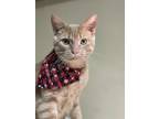 Adopt Basil a Tan or Fawn Tabby American Shorthair (short coat) cat in