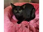 Adopt Maleficent a All Black Domestic Shorthair / Domestic Shorthair / Mixed cat
