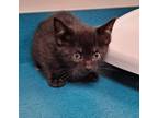 Adopt Savior a All Black Domestic Shorthair / Domestic Shorthair / Mixed cat in