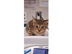 Adopt Pumba a Brown or Chocolate Domestic Shorthair / Domestic Shorthair / Mixed