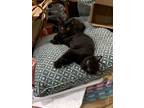 Adopt Sienna a Black (Mostly) Domestic Shorthair (short coat) cat in Fulton