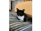 Adopt Blaze a Black & White or Tuxedo Domestic Shorthair (short coat) cat in