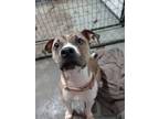 Adopt Suki a Brindle - with White Terrier (Unknown Type, Medium) / Mixed dog in
