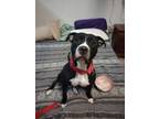 Adopt Delilah a Black - with White American Pit Bull Terrier / Mixed dog in
