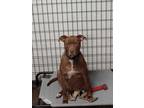 Adopt Zee a Red/Golden/Orange/Chestnut American Pit Bull Terrier / Mixed dog in