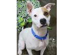 Adopt Malcolm a White - with Tan, Yellow or Fawn Mixed Breed (Medium) / American