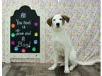 Adopt Lilligan K22 10-31-23 a White Labrador Retriever / Mixed dog in San