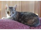 Adopt Sindy a Domestic Shorthair / Mixed (short coat) cat in Darlington