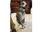 Adopt Bubs a Brindle Mixed Breed (Medium) dog in Whiteville, NC (39795008)