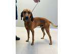 Adopt Bo a Brown/Chocolate Coonhound dog in Whiteville, NC (39786242)