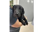 Adopt Winnie a Black Mixed Breed (Medium) dog in Whiteville, NC (39795007)