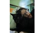 Adopt Batman a All Black Domestic Shorthair (short coat) cat in Jekyll Island