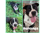 Adopt Hercules a Terrier (Unknown Type, Medium) / Mixed dog in Abbeville