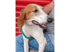 Adopt Paige a Treeing Walker Coonhound / Mixed dog in St Augustine