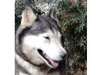 Adopt Pirate Girl a Gray/Silver/Salt & Pepper - with White Siberian Husky /