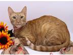 Adopt Merida II a Orange or Red Tabby Domestic Shorthair / Mixed cat in