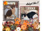 Adopt Zevz, Zoe, Zeke a Black & White or Tuxedo Domestic Shorthair (short coat)