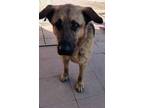 Adopt Duke a Black - with Tan, Yellow or Fawn German Shepherd Dog / Mixed dog in