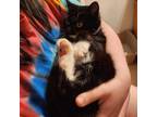 Adopt Ramekin a Domestic Shorthair / Mixed cat in Rocky Mount, VA (39081335)