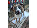 Adopt Peter a Tricolor (Tan/Brown & Black & White) Boxer / Cattle Dog / Mixed