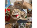 Adopt Britney a Orange or Red (Mostly) Domestic Shorthair (short coat) cat in