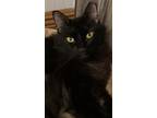 Adopt Sansa a All Black Domestic Mediumhair / Mixed (medium coat) cat in Oviedo