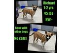 Adopt Richard a Tan/Yellow/Fawn - with White Mixed Breed (Medium) / Mixed dog in