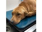Adopt Mimi a Brown/Chocolate Labrador Retriever / Mixed dog in Spring