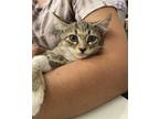 Adopt Fried Rice a Domestic Shorthair / Mixed cat in Camden, SC (39313687)