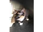 Adopt Mystique a White Domestic Shorthair / Domestic Shorthair / Mixed cat in El