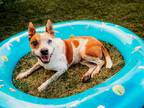 Adopt Athena a Red/Golden/Orange/Chestnut - with White Cattle Dog / Mixed dog in