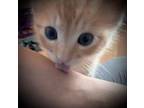 Adopt Felix a Orange or Red Tabby / Mixed (medium coat) cat in Youngsville