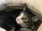 Adopt Kibitz a Brown Tabby Domestic Shorthair / Mixed Breed (Medium) / Mixed