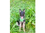 Adopt Oso a Brown/Chocolate - with Black Shepherd (Unknown Type) / Mixed dog in