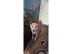 Adopt Basil a Red/Golden/Orange/Chestnut Shiba Inu / Mixed dog in Joplin