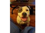 Adopt Layla a Gray/Silver/Salt & Pepper - with White Pit Bull Terrier / Mixed